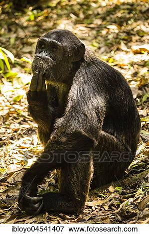 Stock Photo - Common chimpanzee (Pan Troglodytes) in forest, Kibale National Park, Uganda, Africa. Fotosearch
