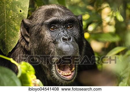 Stock Photo - Common chimpanzee (Pan Troglodytes) in forest, portrait, Kibale National Park, Uganda, Africa. Fotosearch