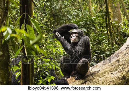 Common chimpanzee (Pan Troglodytes) in forest, sitting on tree, Kibale National Park, Uganda, Africa View Large Photo Image Stock Photograph - Common chimpanzee (Pan Troglodytes) in forest, sitting on tree, Kibale National Park, Uganda, Africa. Fotosearch