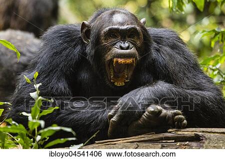 Stock Photograph - Common chimpanzee (Pan Troglodytes) in forest, Kibale National Park, Uganda, Africa. Fotosearch