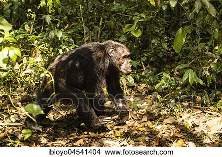 Picture - Common chimpanzee (Pan Troglodytes) walking in forest, Kibale National Park, Uganda, Africa. Fotosearch