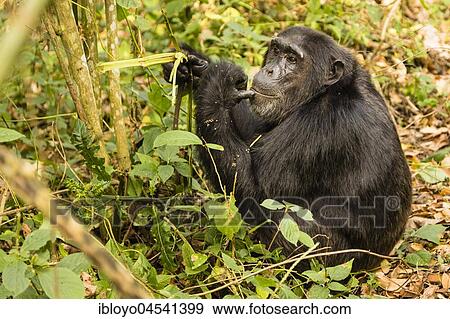 Stock Photo - Common chimpanzee (Pan Troglodytes) sitting in forest, Kibale National Park, Uganda, Africa. Fotosearch