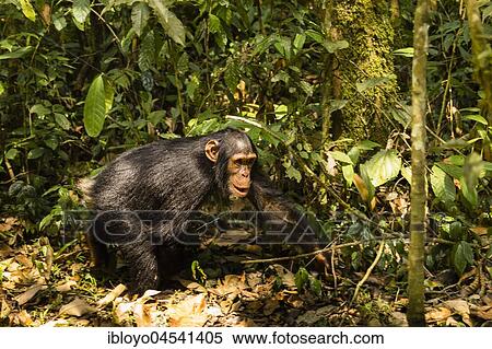 Stock Photography - Common chimpanzee (Pan Troglodytes) walking in forest, Kibale National Park, Uganda, Africa. Fotosearch