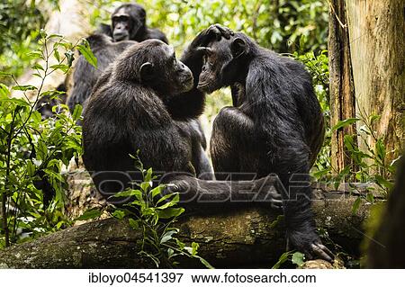 Stock Photo - Common chimpanzees (Pan Troglodytes) in forest, grooming, Kibale National Park, Uganda, Africa. Fotosearch
