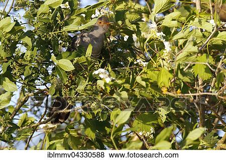 Common cuckoo (Cuculus canorus), gray morph hidden in dense shrub, Middle Elbe Biosphere Reserve, Dessau-Rosslau, Saxony-Anhalt, Germany, Europe View Large Photo Image Stock Photo - Common cuckoo (Cuculus canorus), gray morph hidden in dense shrub, Middle Elbe Biosphere Reserve, Dessau-Rosslau, Saxony-Anhalt, Germany, Europe. Fotosearch