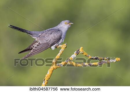 Stock Photograph - Common cuckoo (Cuculus canorus), Central Elbe Biosphere Reserve, Saxony-Anhalt, Germany, Europe. Fotosearch