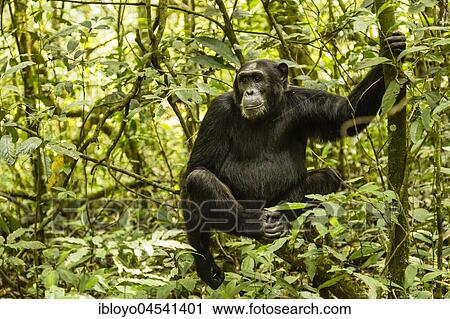 Common himpanzee (Pan Troglodytes) in forest, sitting on tree, Kibale National Park, Uganda, Africa View Large Photo Image Stock Image - Common himpanzee (Pan Troglodytes) in forest, sitting on tree, Kibale National Park, Uganda, Africa. Fotosearch