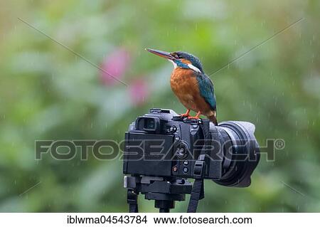 Common kingfisher (Alcedo atthis) is sitting on a camera, Hesse, Germany, Europe View Large Photo Image Picture - Common kingfisher (Alcedo atthis) is sitting on a camera, Hesse, Germany, Europe. Fotosearch