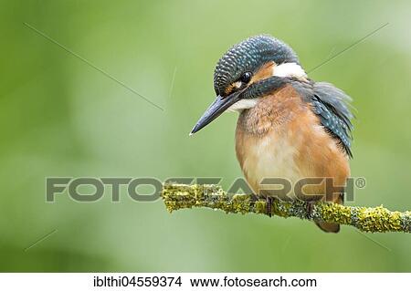Common kingfisher (Alcedo atthis), young bird sitting on mossy branch, Mittelelbe Biosphere Reserve, Saxony-Anhalt, Germany, Europe View Large Photo Image Picture - Common kingfisher (Alcedo atthis), young bird sitting on mossy branch, Mittelelbe Biosphere Reserve, Saxony-Anhalt, Germany, Europe. Fotosearch