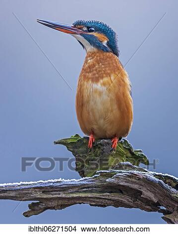 Common kingfisher (Alcedo atthis) excited female, raised hide with hoarfrost, Middle Elbe Biosphere Reserve, Saxony-Anhalt, Germany, Europe View Large Photo Image Picture - Common kingfisher (Alcedo atthis) excited female, raised hide with hoarfrost, Middle Elbe Biosphere Reserve, Saxony-Anhalt, Germany, Europe. Fotosearch