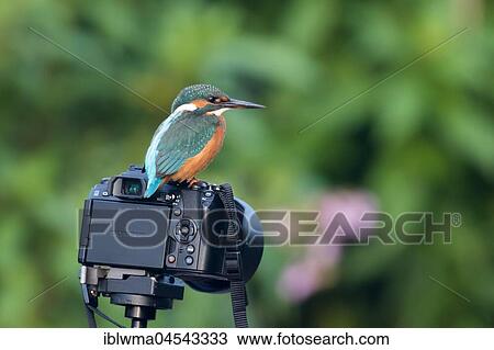 Common kingfisher (Alcedo atthis) sits on camera, Hesse, Germany, Europe View Large Photo Image Stock Image - Common kingfisher (Alcedo atthis) sits on camera, Hesse, Germany, Europe. Fotosearch