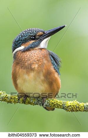 Common kingfisher (Alcedo atthis), young bird sitting on mossy branch, Mittelelbe Biosphere Reserve, Saxony-Anhalt, Germany, Europe View Large Photo Image Stock Image - Common kingfisher (Alcedo atthis), young bird sitting on mossy branch, Mittelelbe Biosphere Reserve, Saxony-Anhalt, Germany, Europe. Fotosearch