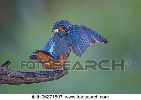 Common kingfisher (Alcedo atthis) Plumage care, Middle Elbe Biosphere Reserve, Saxony-Anhalt, Germany, Europe View Large Photo Image Stock Photo - Common kingfisher (Alcedo atthis) Plumage care, Middle Elbe Biosphere Reserve, Saxony-Anhalt, Germany, Europe. Fotosearch