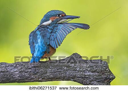 Common kingfisher (Alcedo atthis) Plumage care in the late summer sun, Middle Elbe Biosphere Reserve, Saxony-Anhalt, Germany, Europe View Large Photo Image Stock Photo - Common kingfisher (Alcedo atthis) Plumage care in the late summer sun, Middle Elbe Biosphere Reserve, Saxony-Anhalt, Germany, Europe. Fotosearch