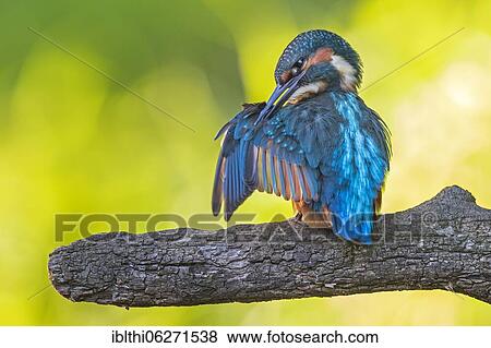 Common kingfisher (Alcedo atthis) Plumage care in the late summer sun, Middle Elbe Biosphere Reserve, Saxony-Anhalt, Germany, Europe View Large Photo Image Stock Photo - Common kingfisher (Alcedo atthis) Plumage care in the late summer sun, Middle Elbe Biosphere Reserve, Saxony-Anhalt, Germany, Europe. Fotosearch