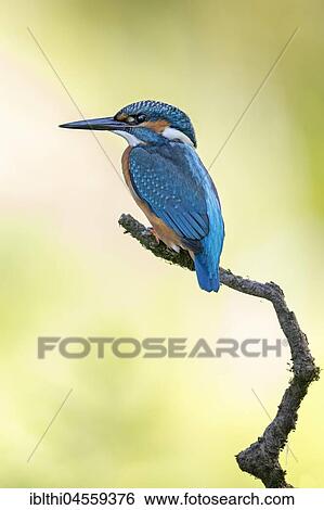 Common kingfisher (Alcedo atthis), young bird sitting on branch, Mittelelbe Biosphere Reserve, Saxony-Anhalt, Germany, Europe View Large Photo Image Stock Photograph - Common kingfisher (Alcedo atthis), young bird sitting on branch, Mittelelbe Biosphere Reserve, Saxony-Anhalt, Germany, Europe. Fotosearch