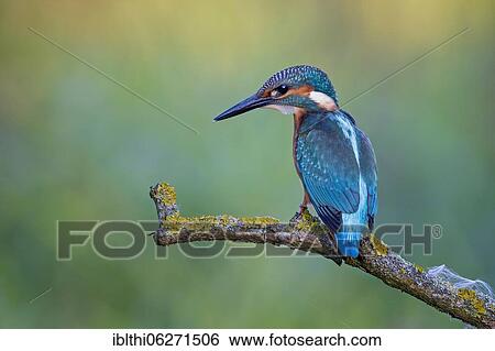 Common kingfisher (Alcedo atthis), Middle Elbe Biosphere Reserve, Saxony-Anhalt, Germany, Europe View Large Photo Image Stock Photograph - Common kingfisher (Alcedo atthis), Middle Elbe Biosphere Reserve, Saxony-Anhalt, Germany, Europe. Fotosearch