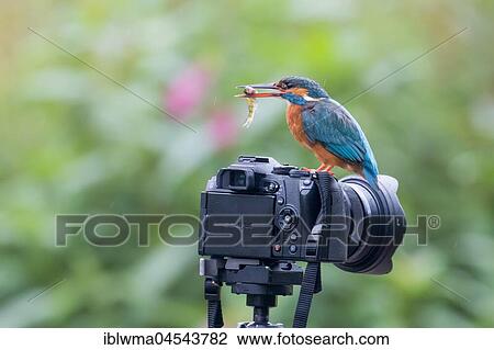 Stock Image - Common kingfisher (Alcedo atthis) with captured fish on camera, Hesse, Germany, Europe. Fotosearch