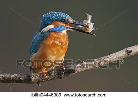Common kingfisher, also Eurasian or river kingfisher (Alcedo atthis) on branch with fish, Middle Elbe Biosphere Reserve, Saxony-Anhalt, Germany, Europe View Large Photo Image Stock Photo - Common kingfisher, also Eurasian or river kingfisher (Alcedo atthis) on branch with fish, Middle Elbe Biosphere Reserve, Saxony-Anhalt, Germany, Europe. Fotosearch