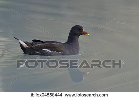Common moorhen (Gallinula chloropus) floats in the water, Spiegelung, Tyrol, Austria, Europe View Large Photo Image Picture - Common moorhen (Gallinula chloropus) floats in the water, Spiegelung, Tyrol, Austria, Europe. Fotosearch