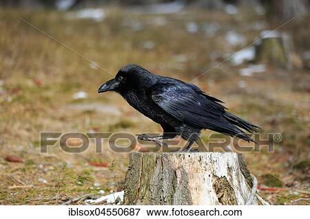 Stock Photo - Common raven (Corvus corax), adult, standing on tree stump, Zdarske Vrchy, Bohemian-Moravian Highlands, Czech Republic, Europe. Fotosearch