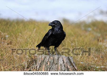 Common raven (Corvus corax), adult, standing on tree stump, Zdarske Vrchy, Bohemian-Moravian Highlands, Czech Republic, Europe View Large Photo Image Stock Photography - Common raven (Corvus corax), adult, standing on tree stump, Zdarske Vrchy, Bohemian-Moravian Highlands, Czech Republic, Europe. Fotosearch