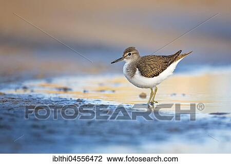 Common sandpiper (Actitis hypoleucos), foraging in the mudflat, North Sea coast, Schleswig-Holstein Wadden Sea, Schleswig-Holstein, Germany, Europe View Large Photo Image Stock Image - Common sandpiper (Actitis hypoleucos), foraging in the mudflat, North Sea coast, Schleswig-Holstein Wadden Sea, Schleswig-Holstein, Germany, Europe. Fotosearch