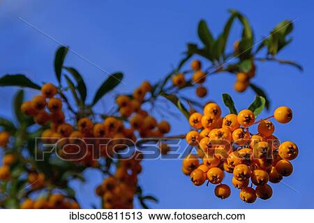 Common sea-buckthorn (Hippophae rhamnoides), Saxony-Anhalt, Germany, Europe View Large Photo Image Stock Image - Common sea-buckthorn (Hippophae rhamnoides), Saxony-Anhalt, Germany, Europe. Fotosearch