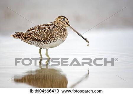 Common snipe (Gallinago gallinago), foraging in shallow waters, North Sea coast, Schleswig-Holstein Wadden Sea, Schleswig-Holstein, Germany, Europe View Large Photo Image Stock Image - Common snipe (Gallinago gallinago), foraging in shallow waters, North Sea coast, Schleswig-Holstein Wadden Sea, Schleswig-Holstein, Germany, Europe. Fotosearch