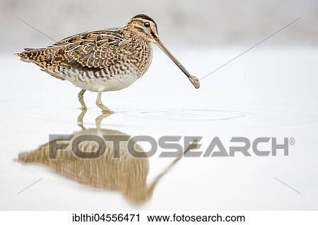 Stock Image - Common snipe (Gallinago gallinago), foraging in shallow waters, North Sea coast, Schleswig-Holstein Wadden Sea, Schleswig-Holstein, Germany, Europe. Fotosearch