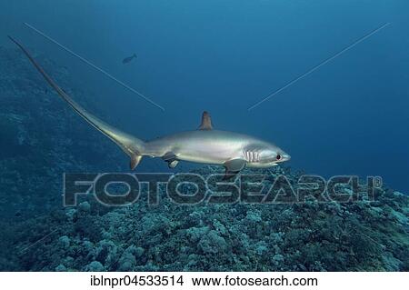 Common thresher (Alopias vulpinus), swimming over coral reef, Brother Islands, El Akhawein, Red Sea, Egypt, Africa View Large Photo Image Picture - Common thresher (Alopias vulpinus), swimming over coral reef, Brother Islands, El Akhawein, Red Sea, Egypt, Africa. Fotosearch