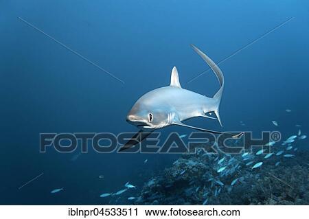 Common thresher (Alopias vulpinus), swimming over coral reef, endangered, Brother Islands, El Akhawein, Red Sea, Egypt, Africa View Large Photo Image Stock Image - Common thresher (Alopias vulpinus), swimming over coral reef, endangered, Brother Islands, El Akhawein, Red Sea, Egypt, Africa. Fotosearch