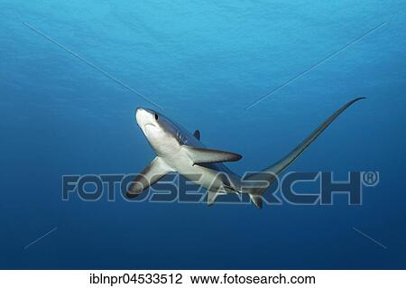 Stock Image - Common thresher (Alopias vulpinus), swimming in open sea, endangered, Brother Islands, El Akhawein, Red Sea, Egypt, Africa. Fotosearch