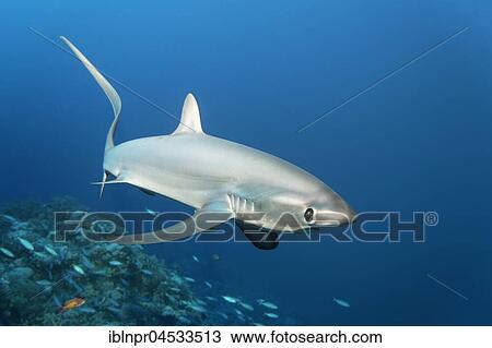 Stock Image - Common thresher (Alopias vulpinus), swimming over coral reef, endangered, Brother Islands, El Akhawein, Red Sea, Egypt, Africa. Fotosearch