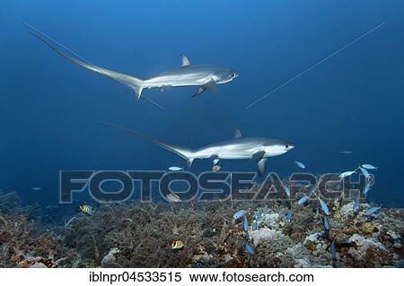 Common thresher (Alopias vulpinus), two, swimming over coral reef, endangered, Brother Islands, El Akhawein, Red Sea, Egypt, Africa View Large Photo Image Stock Photography - Common thresher (Alopias vulpinus), two, swimming over coral reef, endangered, Brother Islands, El Akhawein, Red Sea, Egypt, Africa. Fotosearch