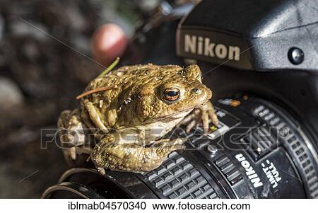 Common toad (Bufo bufo) sits on a camera, Stallauer Weiher, Bavaria, Germany, Europe View Large Photo Image Stock Image - Common toad (Bufo bufo) sits on a camera, Stallauer Weiher, Bavaria, Germany, Europe. Fotosearch