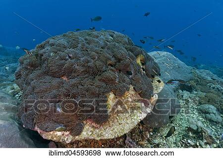 Coral block with anemone field (Heteractis) and various reef fish, Nusa Lembongan, Bali, Indonesia, Asia View Large Photo Image Stock Photo - Coral block with anemone field (Heteractis) and various reef fish, Nusa Lembongan, Bali, Indonesia, Asia. Fotosearch