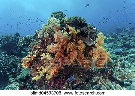 Coral block with orange tree coral (Scleronephthya), Nusa Lembongan, Bali, Indonesia, Asia View Large Photo Image Stock Photo - Coral block with orange tree coral (Scleronephthya), Nusa Lembongan, Bali, Indonesia, Asia. Fotosearch