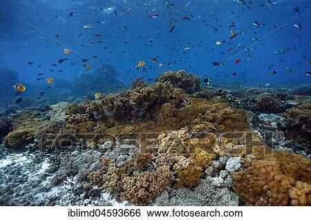 Coral garden with tropical fish, Nusa Lembongan, Bali, Indonesia, Asia View Large Photo Image Stock Photograph - Coral garden with tropical fish, Nusa Lembongan, Bali, Indonesia, Asia. Fotosearch