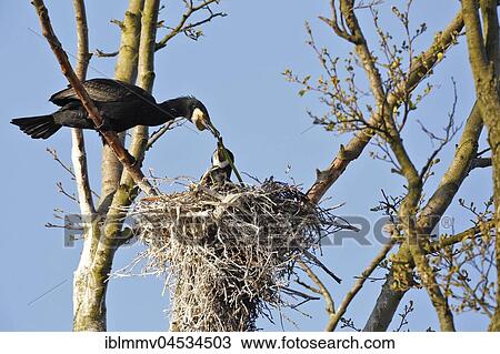 Cormorants (Phalacrocorax carbo), couple building their nest, nature river area Peenetal, Mecklenburg-Western Pomerania, Germany, Europe View Large Photo Image Stock Image - Cormorants (Phalacrocorax carbo), couple building their nest, nature river area Peenetal, Mecklenburg-Western Pomerania, Germany, Europe. Fotosearch