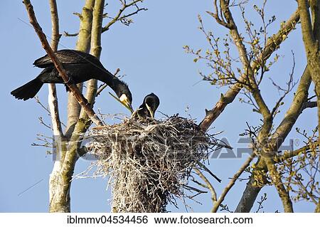 Cormorants (Phalacrocorax carbo), couple building their nest, nature river area Peenetal, Mecklenburg-Western Pomerania, Germany, Europe View Large Photo Image Stock Photograph - Cormorants (Phalacrocorax carbo), couple building their nest, nature river area Peenetal, Mecklenburg-Western Pomerania, Germany, Europe. Fotosearch