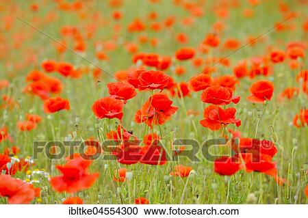 Corn poppies (Papaver rhoeas), Baden-Württemberg, Germany, Europe View Large Photo Image Stock Image - Corn poppies (Papaver rhoeas), Baden-Württemberg, Germany, Europe. Fotosearch