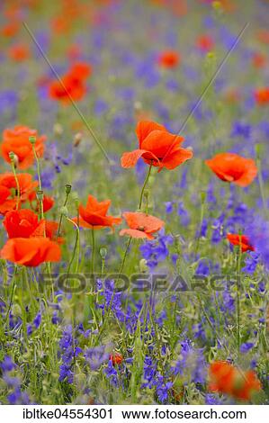 Corn poppies (Papaver rhoeas), Baden-Württemberg, Germany, Europe View Large Photo Image Stock Image - Corn poppies (Papaver rhoeas), Baden-Württemberg, Germany, Europe. Fotosearch