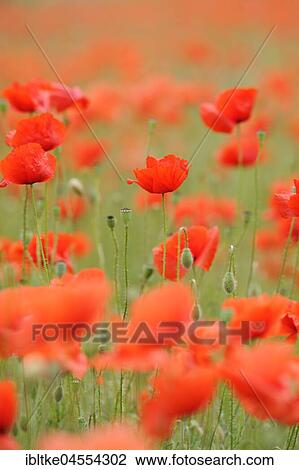 Corn poppies (Papaver rhoeas), Baden-Württemberg, Germany, Europe View Large Photo Image Stock Image - Corn poppies (Papaver rhoeas), Baden-Württemberg, Germany, Europe. Fotosearch