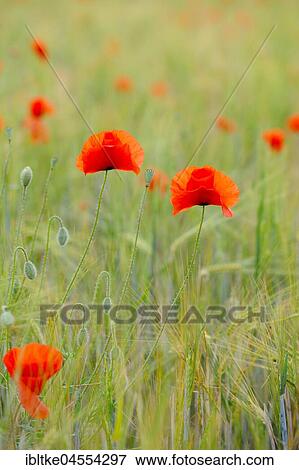 Stock Photo - Corn poppies (Papaver rhoeas), Baden-Württemberg, Germany, Europe. Fotosearch
