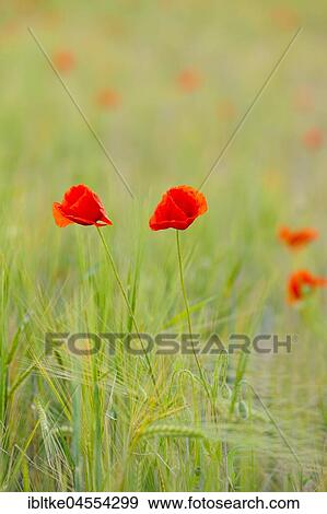 Corn poppies (Papaver rhoeas), Baden-Württemberg, Germany, Europe View Large Photo Image Stock Photo - Corn poppies (Papaver rhoeas), Baden-Württemberg, Germany, Europe. Fotosearch
