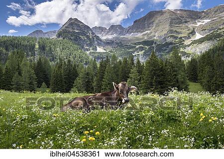 Cow in flower meadow, Wurzeralm, Warscheneck, Upper Austria, Austria, Europe View Large Photo Image Stock Image - Cow in flower meadow, Wurzeralm, Warscheneck, Upper Austria, Austria, Europe. Fotosearch