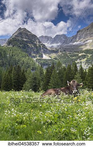 Cow in flower meadow, Wurzeralm, Warscheneck, Upper Austria, Austria, Europe View Large Photo Image Stock Photo - Cow in flower meadow, Wurzeralm, Warscheneck, Upper Austria, Austria, Europe. Fotosearch