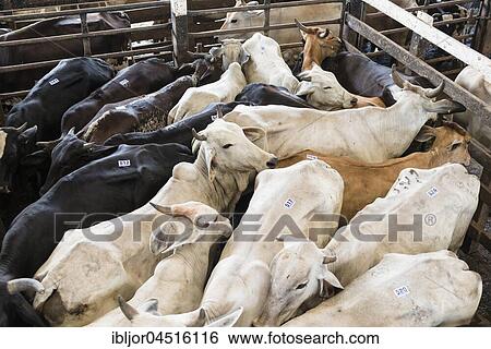 Cramped cattle in auction hall, Costa Rica, Central America View Large Photo Image Stock Photograph - Cramped cattle in auction hall, Costa Rica, Central America. Fotosearch