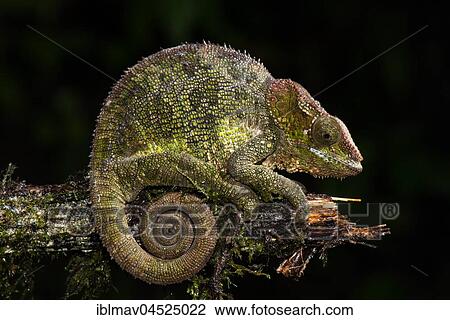 Stock Image - Cryptic chameleon (Calumma crypticum), female, Ranomafana National Park, Madagascar, Africa. Fotosearch
